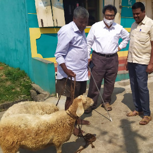 3 men vs 2 sheep/goat